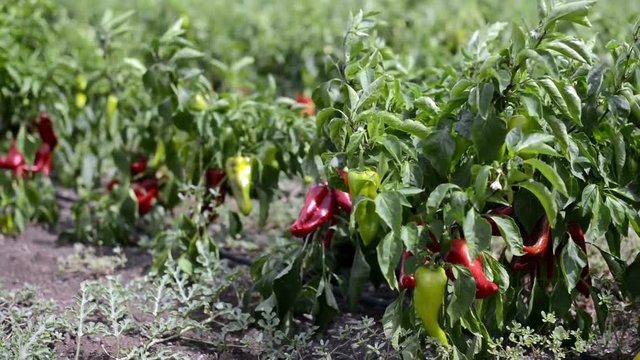 Plants with peppers on the field