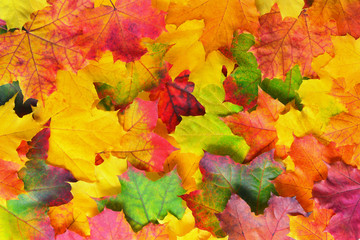 Fototapeta na wymiar Autumn Leaves Border