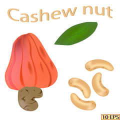 Cashew nuts isolated on white background. The icon of cashew nuts. Vector illustration.