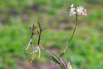 White Epidendrum Orchid and Stems with New Shoots