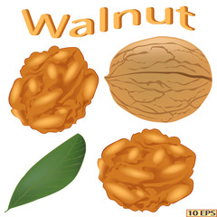 Walnut isolated on white background. Icon of walnut. Vector illustration.