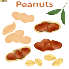 Peanuts in the shell. Shelled nuts. Groundnuts isolated on white background. Icon of peanuts. Vector illustration.