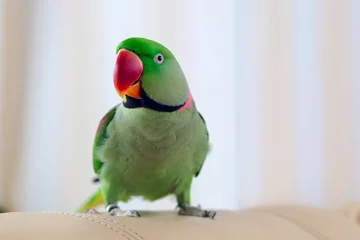 Foto op Aluminium Green parrot sitting on sofa. Home pet Alexandrine parakeet indoor © GarkushaArt
