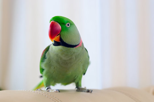 Green parrot sitting on sofa. Home pet Alexandrine parakeet indoor