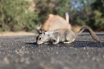 Antelope Squirrel (Ammospermophilus leucurus) in Joshua Tree National Park. California. USA