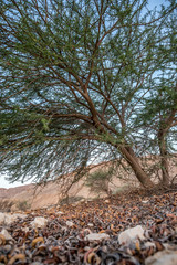 Acacia tree in the desert