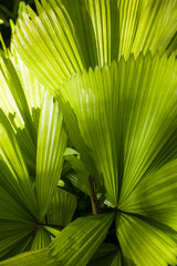 Close-up of palm leaf texture.