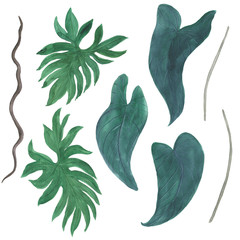 Watercolor painting set of tropical leaves on white background