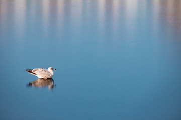 Möwe auf gefrorenem Hafenbecken