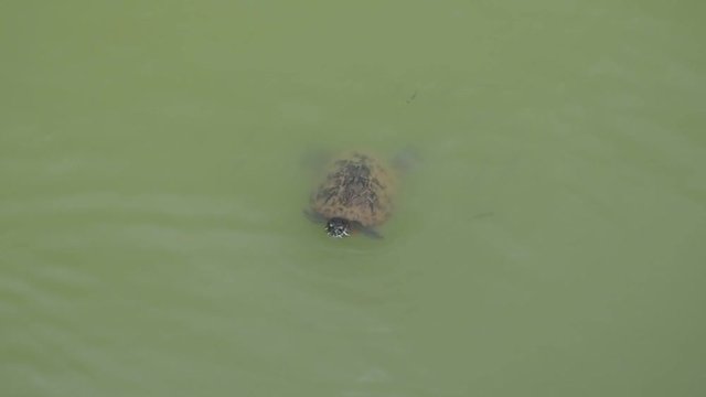 水面から顔を出す日本の池のミシシッピアカミミガメ