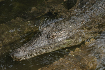 Portrait of crocodile laying in the water among another crocodiles.