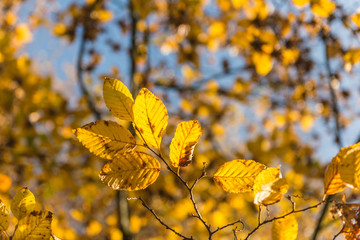 Goldgelbe Blätter im Gegenlicht