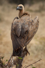 Scavenger sitting on the branch.
