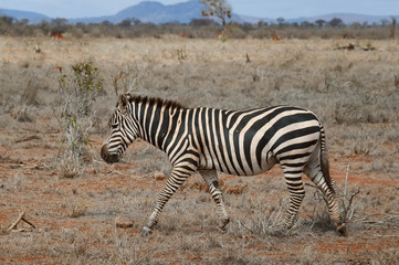 Fototapeta na wymiar Single zebra runs in savanna.