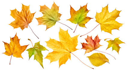 Naklejka na ściany i meble Set of autumn leaves isolated on white background. Top view.