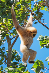 Lar gibbon on the tree. Hylobates lar.