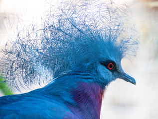 Portrait of Sclater's Crowned-pigeon.