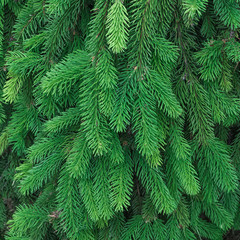 evergreen fir trees