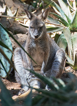 Kangaroo is sleeping in the shade.