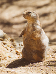 Portrait of Prairie dog.. Genus Cynomys.