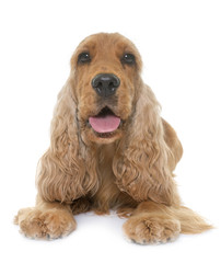 cocker spaniel in studio