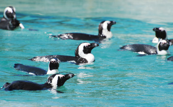 African penguins swimming in national park.