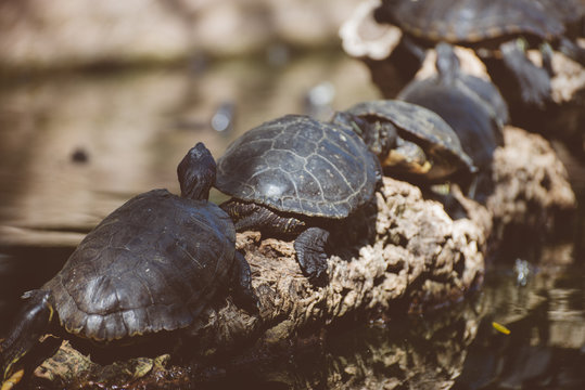 Lot of turtles sunbathing on a log.