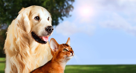 Cat and dog, abyssinian cat, golden retriever together on peaceful nature background