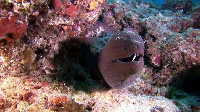 Moray eel underwater on seabed in Maldives. Unique amazing video footage. Abyssal relax diving. Natural aquarium of sea and ocean. Beautiful animals.