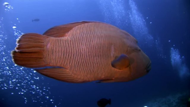 Napoleon fish wrasse underwater on background of school and divers in seabed. Unique amazing video footage. Abyssal relax diving. Natural aquarium of sea and ocean. Beautiful animals.