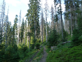 Fototapeta na wymiar vegetation of mountain forests of the Ukrainian Carpathians.