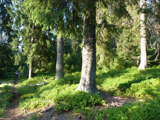 vegetation of mountain forests of the Ukrainian Carpathians.