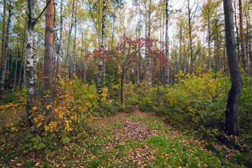 Autumn landscape in the woods with red ash.