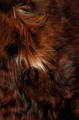 brown fur texture