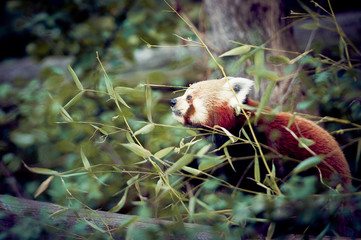 Obraz premium Panda roux