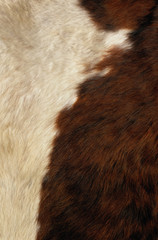 cattle hair texture