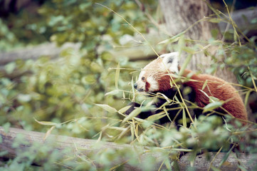 Panda roux