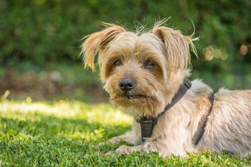 Naklejka na ściany i meble Dog resting in the grass of a park. blurred green background. Doggy hairy ear, Yorkshire Terrier .