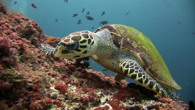 Green sea turtle on clean clear seabed underwater in Maldives. Beautiful marine background. Swimming in world of colorful wildlife of corals reefs. Abyssal relax diving.