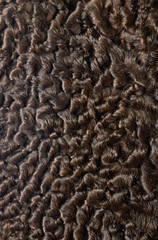 sheep skin texture