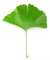 Fototapeta premium Ginkgo biloba on white background