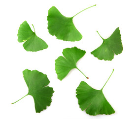 Ginkgo biloba on white background