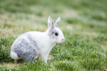 Bébé lapin gris blanc