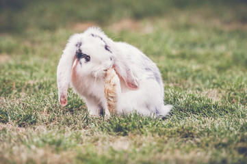 Lapin bélier
