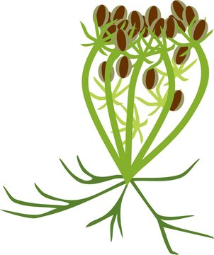 Umbel of Wild carrot plant with seeds on white background