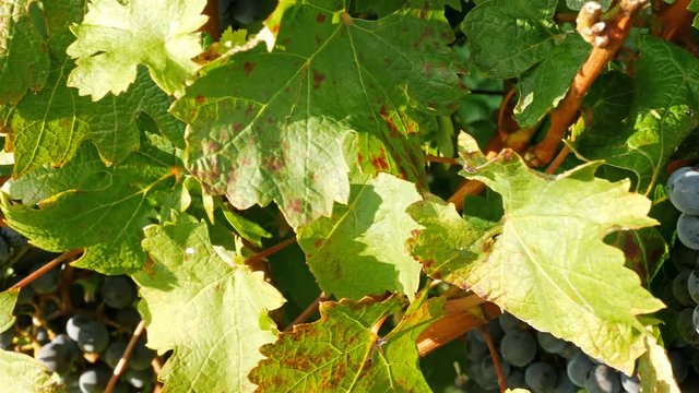 Ripe red grapes ready to harvesting on vineyard close up