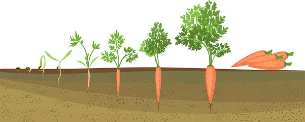 Stages of growth of carrots. From seeding to harvesting