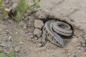 jaszczurka © Dorota