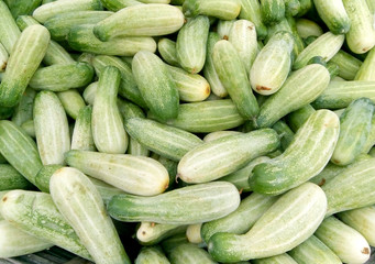 Fresh  Cucumber