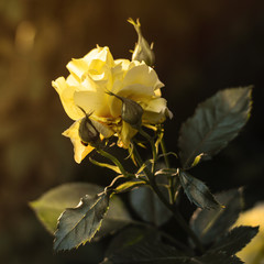 róża © Dorota